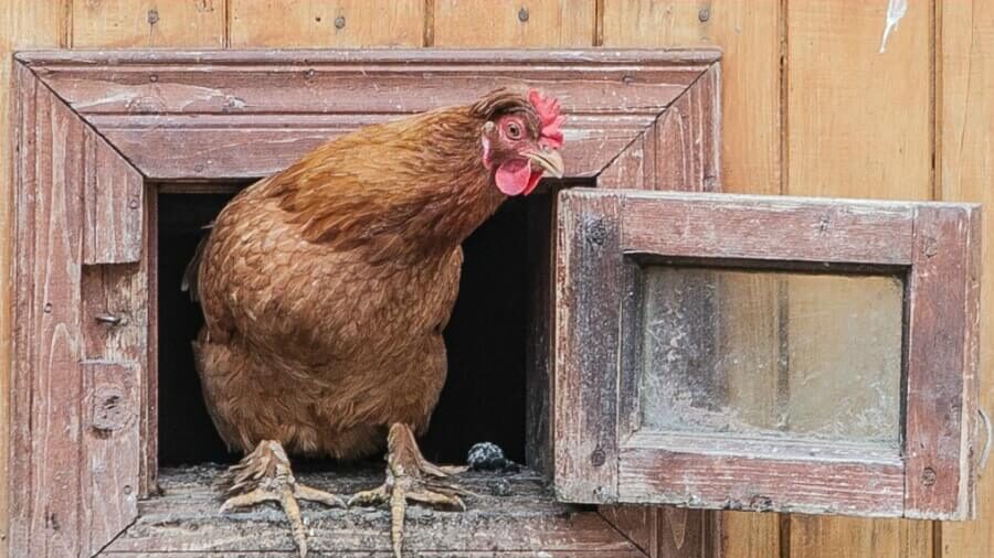 lavender essential oil for chickens